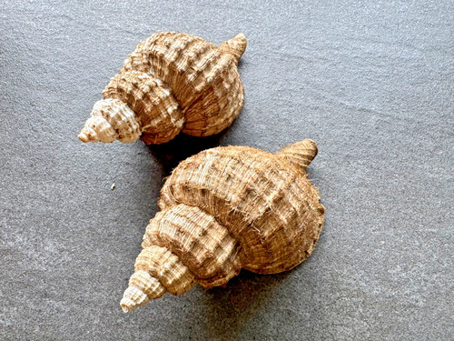 Fusitriton oregonensis - 2x,